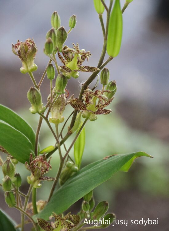 Kreivuonis (Tricyrtis latifolia) 